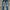 Rucas Streetwear Jeans Pria white blue photo 1