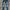 Rucas Streetwear Jeans Pria White Blue