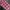 thisisneverthat Streetwear Formal shirt Pria white pink photo 8