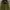 Casual Parka Pria green photo 1