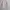 Uniqlo Streetwear Casual Cardigan Wanita cream photo 1