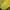 Japanese brand Casual Sweater Pria navy yellow photo 8