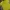 Nike Sportswear Jersey Pria yellow photo 4