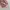 Vintage Luxury Fur Coat Wanita Tan