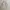 Streetwear Casual Puffer jacket Wanita cream photo 6