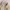 Streetwear Casual Puffer jacket Wanita cream photo 2