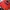 Adidas Luxury Hoody Pria red photo 2