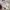 Japanese Brand Streetwear Casual Hat Pria White Gray