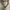 Polo Ralph Lauren Luxury Minimalist Harrington jacket Pria tan photo 2