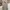 Polo Ralph Lauren Casual Casual pants Pria cream photo 3