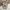 Polo Ralph Lauren Casual Casual Pants Pria Cream