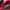 Polo Ralph Lauren Sportswear Casual Track jacket Pria red photo 8