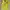 Umbro Gorpcore Jersey Pria yellow photo 3