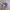 Adidas Casual Sneakers Wanita purple photo 3
