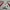Adidas Vintage Jersey Pria white red photo 5