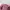Sportswear Bralette Wanita pink photo 7
