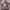 Levi's Streetwear Hat Pria brown photo 1