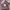 Levi's Streetwear Hat Pria Brown