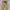 New Balance Sportswear Casual pants Pria tan photo 2