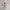 Adidas Vintage Y2K T-shirt Pria white photo 2