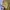 Gaudi Minimalist Casual Jumpsuit Wanita yellow photo 5