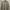 Burberry Casual Formal Shirt Pria Tan
