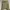 Ninety Degrees Lolita Emo Crop top Wanita gray yellow photo 1