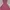 BCBG Max Azria Y2K Fairy Summer Dress Wanita Pink