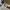 Dickies Sportswear Short Pria multicolor photo 5