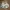 Dickies Sportswear Short Pria multicolor photo 1
