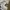 Dickies Sportswear Short Pria multicolor photo 7