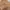 Dickies Vintage Casual Jeans Pria brown photo 2