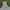 WHO.A.U Streetwear Formal Pants Pria Tan