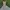 WHO.A.U Streetwear Formal pants Pria tan photo 1