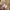 WHO.A.U Streetwear Formal pants Pria tan photo 6