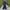 Dickies Streetwear Casual pants Pria navy photo 1