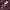 Dickies Casual Formal pants Pria burgundy photo 2