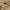 Massimo Dutti Streetwear Casual Casual trouser Wanita tan photo 6