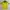 Adidas Streetwear Sportswear Jersey Pria yellow photo 2