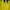 Adidas Streetwear Sportswear Jersey Pria yellow photo 8