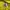 Adidas Streetwear Sportswear Jersey Pria yellow photo 7