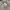 Kangol Outerwear Kids white green photo 7