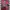 Polo Ralph Lauren Indie Casual Casual shirt Pria red photo 5