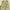 Streetwear Pria green khaki photo 6