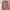 Uniqlo Coquette Minimalist Cardigan Wanita pink photo 1