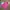 United Colors of Benetton Y2K Casual Parka Pria pink photo 1