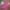 United Colors Of Benetton Y2K Casual Parka Pria Pink