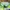 Adidas Sportswear Casual Short Pria green photo 2