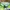 Adidas Sportswear Casual Short Pria Green