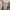 Dickies Casual Casual pants Pria khaki photo 4